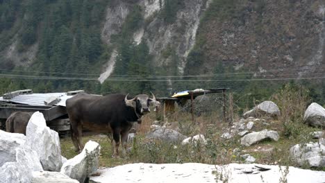Zwei-Wasserbüffel-Auf-Einer-Felsigen-Weide-In-Den-Himalaya-Bergen-Von-Nepal