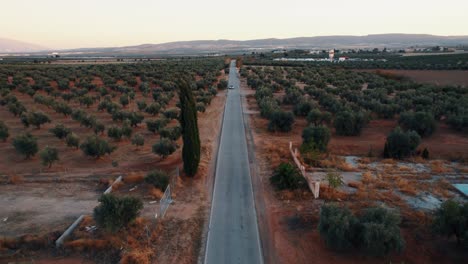 Aerial-view-of-a-rural-road-surrounded-by-an-olive-plantation-in-Malaga,-Spain