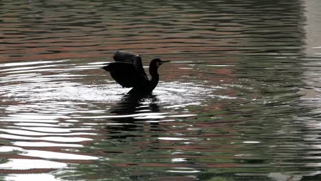 Cormorant-bathing,-dives-head,-shakes-feathers-then-flaps-wings-to-shake-off-water-from-water-permeable-feathers