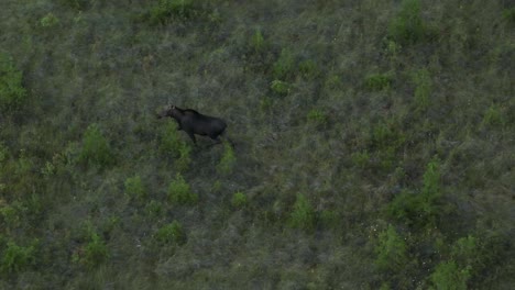 Moose-shakes-before-traversing-across-open-brush-Tracking-Aerial-Shot