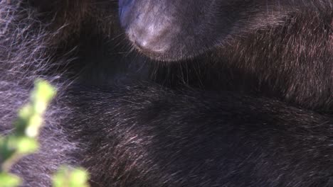 Extreme-close-up-of-two-baboons-grooming-each-other-in-the-morning-light