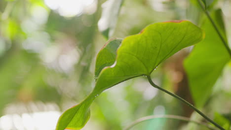 Close-up-of-a-lush-calm-green-jungle-filled-with-plants-and-leafs
