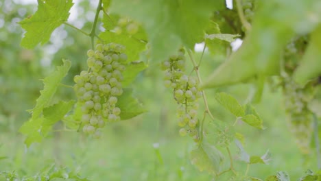 Wine-grape-vines-with-growing-grapes-in-souther-Canada-in-early-late-summer-being-blowned-in-light-breeze