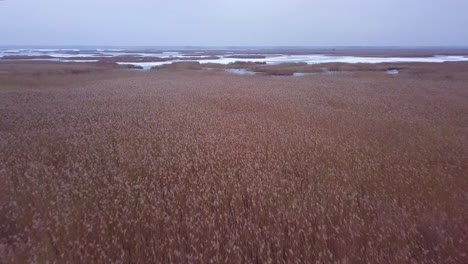Aerial-view-of-frozen-lake-Liepaja-during-the-winter,-blue-ice-with-cracks,-dry-yellowed-reed-islands,-overcast-winter-day,-drone-shot-moving-forward-over-the-fields-of-reeds