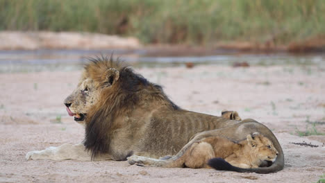 Close-full-body-shot-of-a-tiny-lion-cub-laying-cuddled-up-to-a-male-lion,-Greater-Kruger