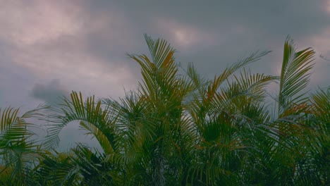 Some-palm-tree-are-blowing-in-the-wind-while-the-sky-is-getting-darker-with-a-lot-of-clouds-during-the-day