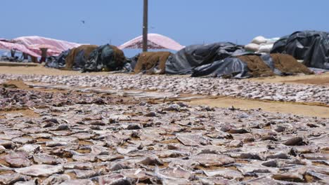 Lots-of-fish-being-dried-in-the-hot-sun-by-the-beach-at-the-local-fish-market-in-Negombo,-Sri-Lanka