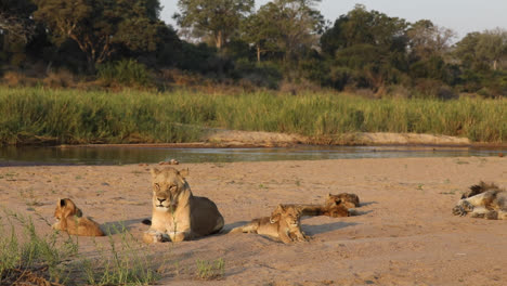 Wide-shot-of-a-lioness-and-her-cubs-laying-in-the-sand-with-the-river-at-the-back,-Greater-Kruger