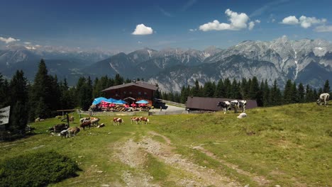 Inn-Valley-with-cows-on-the-Birgitzer-Alm,-very-close-to-innsbruck,-with-sun-and-blue-sky-in-july