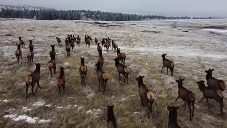 Following-a-herd-of-elks-from-very-close-on-a-cloudy-day-in-winter