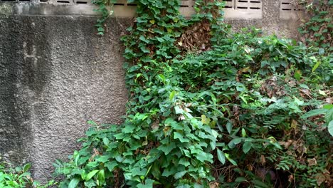 Outdoors-view-of-wall-with-green-climbing-plant