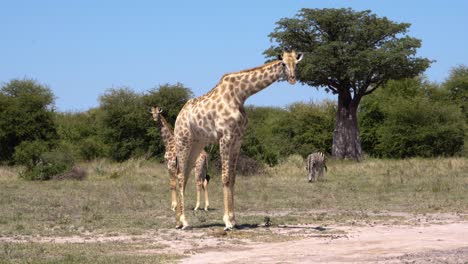 Mama-Giraffe-Und-Baby-Giraffe