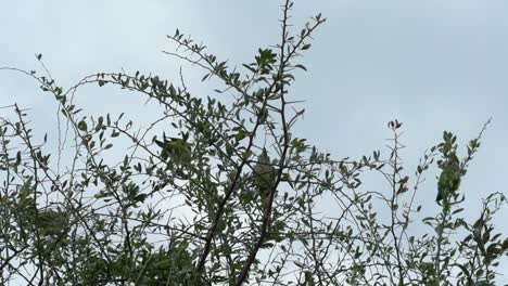 Birds-perched-on-tree-branches.-Lovebird