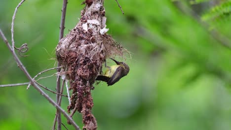 Un-Pájaro-Padre-Revisando-Su-Polluelo-Y-Entra-En-El-Nido-Y-Luego-Se-Va-Volando,-Sunbird-De-Espalda-Verde-Oliva-Cinnyris-Jugularis,-Tailandia