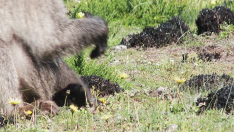 A-large-male-baboon-picking-and-eating-yellow-daisies-on-the-African-savanna,-close-up