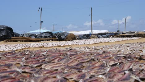 Lots-of-fishes-being-dried-in-the-sun-by-the-beach-at-the-local-fish-market-in-Negombo,-Sri-Lanka