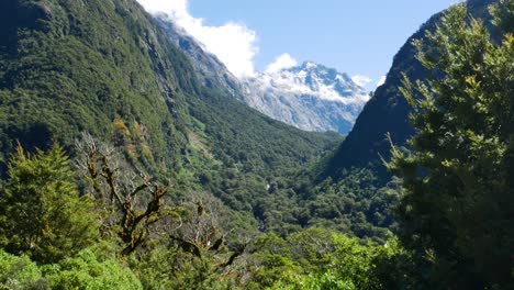 Wide-shot-of-dense-vegetated-mountains-and-snowy-peak-in-background-during-sunny-day---Fiordland-National-Park,New-Zealand