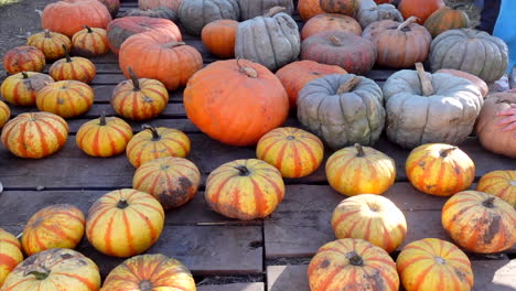 High-angle-shot-of-various-pumpkins-for-halloween