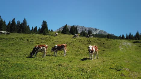 Inn-Valley-with-spotted-cows-on-a-alm,-very-close-to-innsbruck,-with-sun-and-blue-sky-in-july