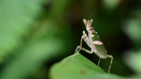 Mantis-Flor,-Hymenopodidae