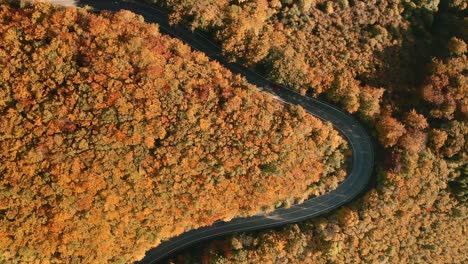 Aerial-top-down-zoom-in-view-of-cars-driving-on-an-u-shaped-winding-road-in-the-middle-of-an-autumn-coloured-forest