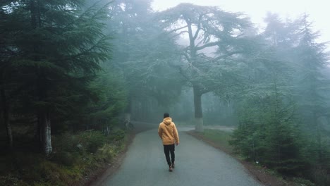 A-guy-wearing-yellow-jacket-walking-inside-forest-full-of-cedar-trees-,in-asphalt-road-and-foggy-weather-,-in-chrea---algeria-