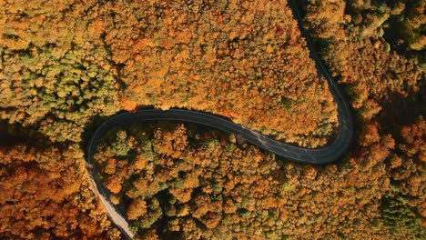 Aerial-overhead-drone-footage-of-cars-driving-on-a-s-shaped-winding-road-in-the-middle-of-an-autumn-coloured-forest