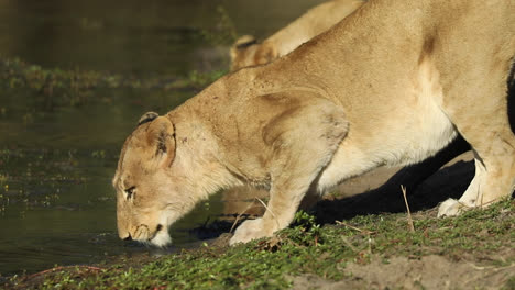 Medium-shot-of-a-lioness-crouched-down-to-drink-at-a-waterhole,-Greater-Kruger