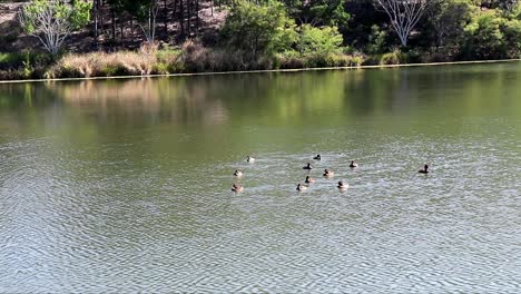 Ducks-swimming-on-a-beautiful-lake-at-springtime-in-Australia