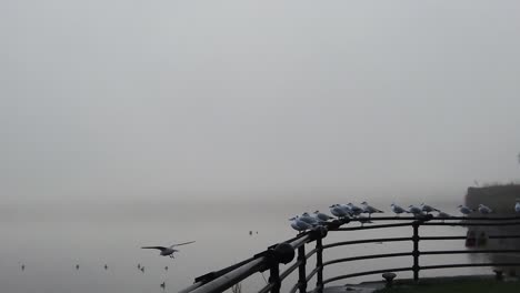 Seagulls-flying-slow-motion-from-railings-across-dreamlike-misty-river
