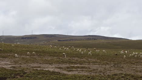 field-filled-with-llamas-and-alpacas,-Pampas-Galeras,-Peru-4k