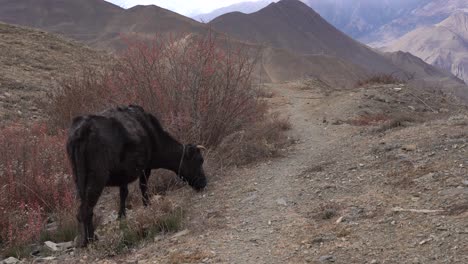A-cow-grazing-on-the-scrub-bushes-of-the-high-altitude-desert-land-in-the-mustang-Region-of-Nepal