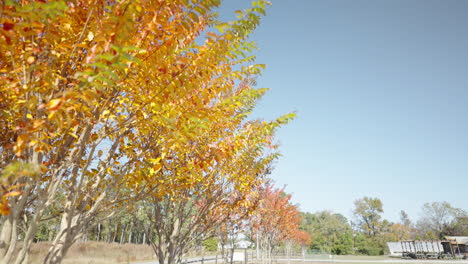 Bäume-Verfärben-Sich-Im-Herbst-4k