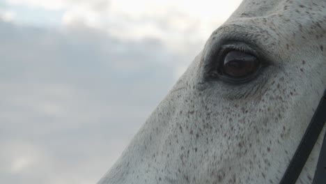 A-beautiful-frame,-a-wild-horse-and-his-wonderful-eyes