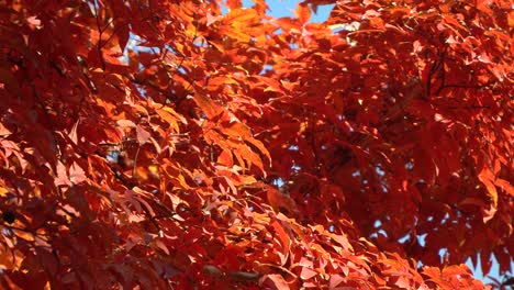 Paperbark-maple,-Acer-griseum-Orange-tree-branches-under-sunlight