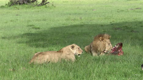 Afrikanisches-Löwenweibchen,-Das-Versucht,-Dem-Männchen-Mit-Kadaver-Näher-Zu-Kommen,-Masai-Mara,-Kenia