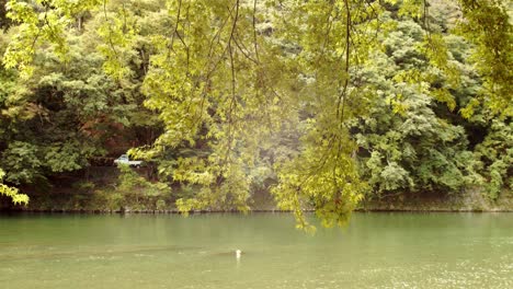 Diaaufnahme-Eines-Wunderschönen-Flusses,-Der-Durch-Bäume-In-Kyoto,-Japan,-4k-Blickt