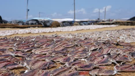 Viele-Fische-Werden-In-Der-Sonne-Am-Ufer-Auf-Dem-Lokalen-Fischmarkt-In-Negombo,-Sri-Lanka-Getrocknet