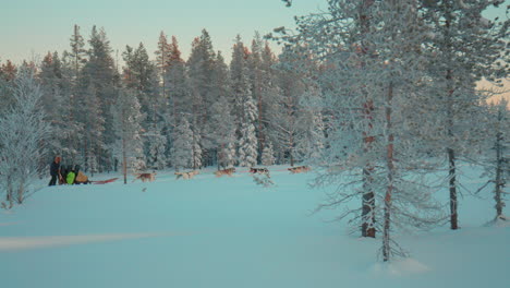 Sledding-dogs-pulling-musher-and-sled-across-freezing-arctic-circle-winter-woodland