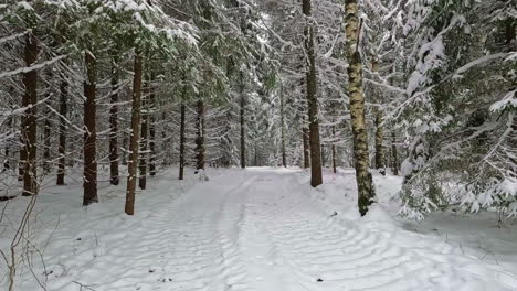 Walking-along-a-logging-trail-in-the-forest-at-winter-during-a-light-snowfall