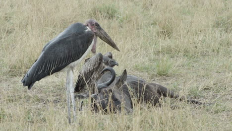 Marabou-stork-next-to-wildebeest-carcass-during-heavy-rain-in-African-savanna,-medium-shot-showing-all-body-parts