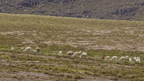 flatlands-with-llamas-grazing,-Pampas-Galeras,-Peru
