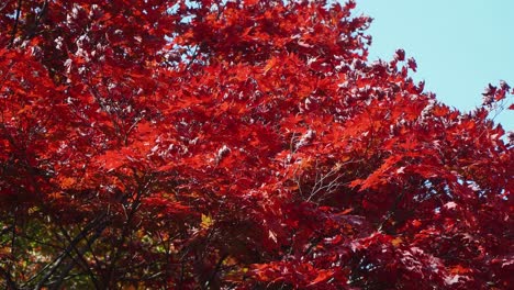 Red-japanese-maple-tree-during-autumn-season,-China