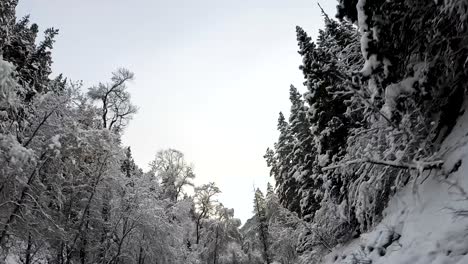 Snowy-Coniferous-Forest-At-American-Fork-Canyon-From-Traveling-Car-During-Winter-Season