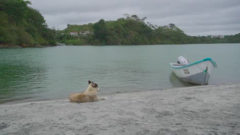Small-boat-and-dog-guarding-it-on-sandy-beach-of-Ecuador,-handheld-shot