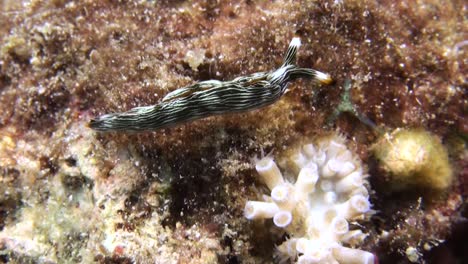 Slender-sap-sucking-slug-foraging-on-coral-reef,-moving-and-changing-directions,-body-pattern-with-brownish-lines