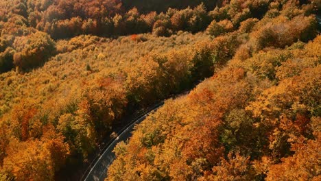 Beautiful-aerial-tilt-down-footage-of-cars-driving-on-a-scenic-road-winding-in-an-autumn-coloured-forest