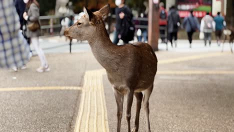 Ein-Hirsch,-Der-Sich-Im-Frühjahr-Im-Nara-Park-Umschaut