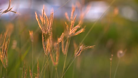 The-beautiful-golden-flowers-of-grass-in-the-sunset---close-up