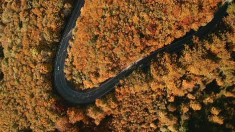 Aerial-overhead-drone-footage-of-cars-driving-on-an-almost-v-shaped-winding-road-in-the-middle-of-an-autumn-coloured-forest